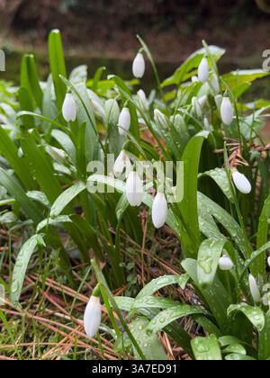 White snowdrop flowers with raindrops on green leaves, growing on a forest floor covered with pine needles and moss. Stock Photo