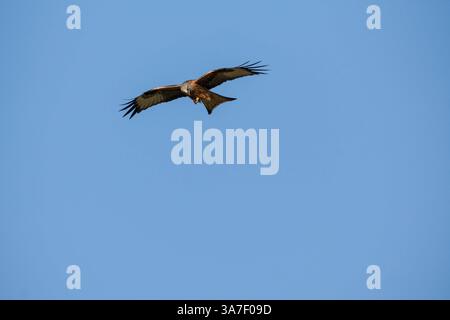 Red kite (Milvus milvus) feeding from it's talons whilst on the wing. Rhayader Powys Wales UK. February 2025 Stock Photo