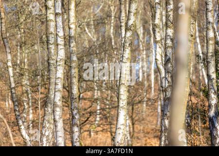 View into a leafless, UK woodland full of silver birch trees on a sunny day in early springtime. Stock Photo