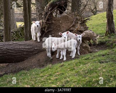 Young spring lambs playing together in a meadow at Langcliffe near Settle, North Yorkshire, UK Stock Photo