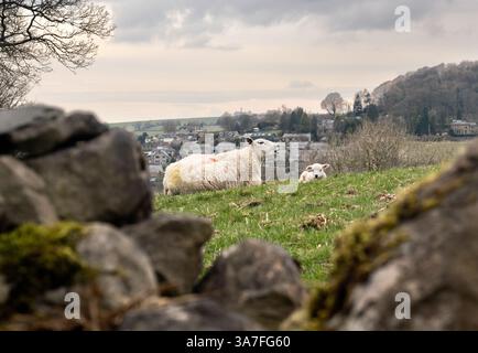 A very young lamb and its mother in a meadow at Langcliffe near Settle, North Yorkshire, UK Stock Photo