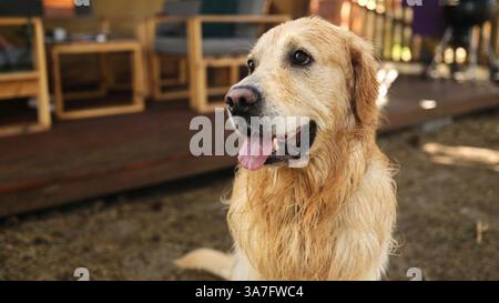 Wet golden retriever sitting and drying fur after swimming in river outdoors. Labrador pet doggy enjoying sun after lake Stock Photo
