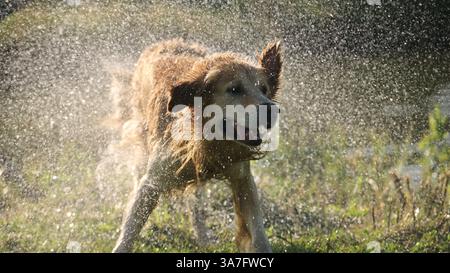 Golden retriever dog after swimming in river. Wet labrador doggy pet drying itself outdoors and lake water drops in air Stock Photo