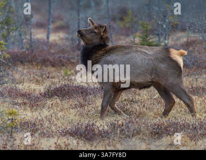 Young elk in the Clam Lake area of northern Wisconsin. Stock Photo