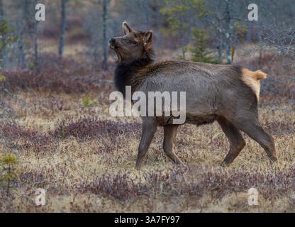 Young elk in the Clam Lake area of northern Wisconsin. Stock Photo