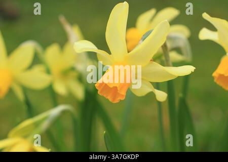 Narcissus Eaton Song, a miniature daffodil in a spring garden UK. Often produces two or three flowers per stem. Stock Photo