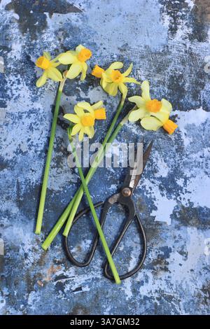 Narcissus. Fresh cut double headed daffodils with vintage style scissors, ready for arrangement. UK Stock Photo