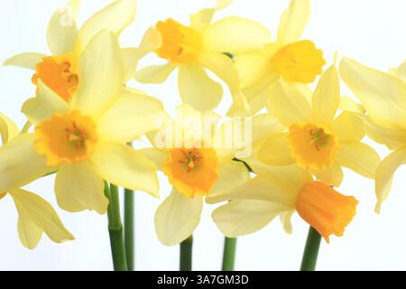 Narcissus. Daffodils isolated on white background. UK Stock Photo