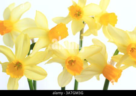 Narcissus. Daffodils isolated on white background. UK Stock Photo