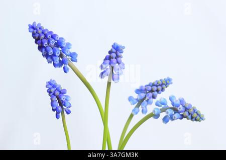 Muscari. Grape hyacinth flower isolated on white background. UK Stock Photo