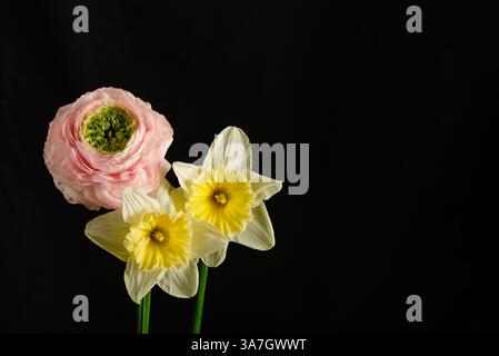 Delicate pink ranunculus and two yellow daffodils on black background with space for text. Spring minimalistic composition. Copy space Stock Photo