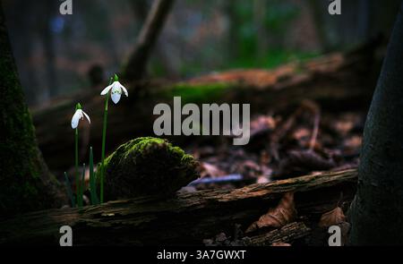 Snowdrops on the forest floor Stock Photo