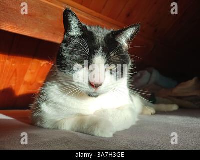 Relaxed domestic cat lying on a bed in sunlight at home, enjoying warmth and calm indoor lifestyle Stock Photo