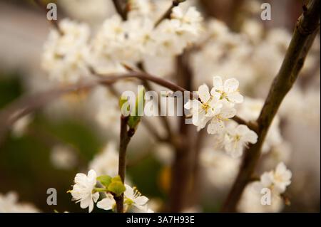 Close-up of white cherry blossom on branches in spring in Wales Stock Photo
