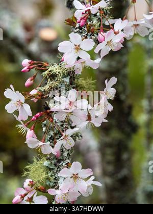 Spring blossom of the early spring flowering cherry, Prunus 'Pandora' on lichen encrusted branches Stock Photo