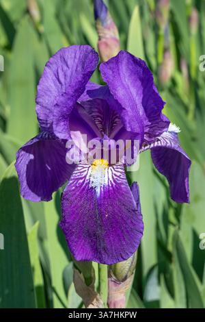 Closeup of a purple bearded iris flower in bright sunshine. Stock Photo