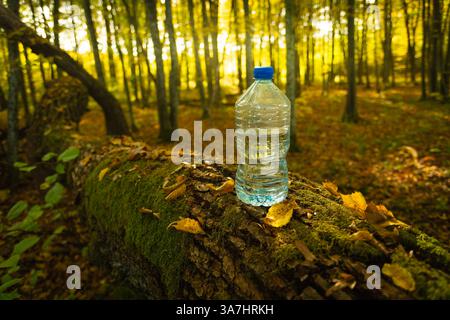 Water in a plastic bottle standing on a fallen tree stump, autumn sunny day Stock Photo