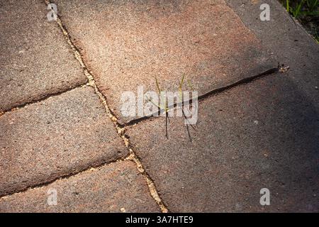 Green grass growing in the gap between the sidewalk paving stones Stock Photo