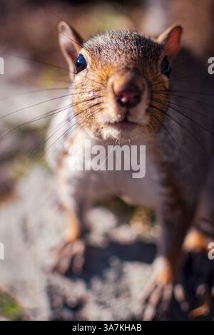 Friendly gray squirrel in a city park. Stock Photo