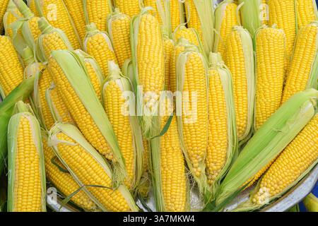 view of the cobs of fresh tasty corn, close up Stock Photo
