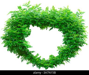 close-up view of the green foliage of a heart-shaped tree with a hole in the center, clipped, isolated Stock Photo