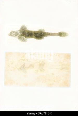 A detailed illustration showcasing two species of fish, complete with annotations and labels highlighting their anatomical features and classifications. The top specimen is illustrated in a vibrant style, while the bottom features a more subdued color and distinct skeletal outline., Classic art with a modern twist reimagined by Artotop, Agonus stegophthalmus, Print, The dragon poacher (Percis japonica) is a fish in the family Agonidae (poachers). It was described by Peter Simon Pallas in 1769, originally under the genus Cottus. It is a marine, deep water-dwelling fish which is known from the n Stock Photo