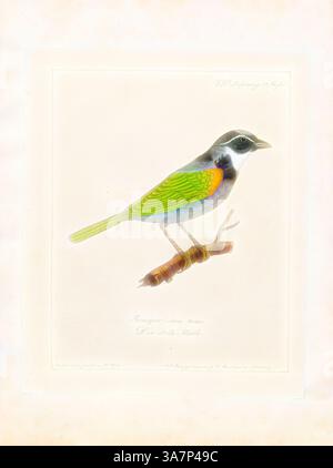 A beautifully illustrated bird perched on a branch, displaying vibrant feathers in shades of green, blue, and orange, with delicate details highlighting its features., Classic art with a modern twist reimagined by Artotop, Arremon silens, Print, Arremon is a genus of neotropical birds in the Passerellidae family. With the exception of the green-striped brush finch and the Guerrero brush finch, which is endemic to Mexico, all species are found in South America, with a few reaching Central America., 1700-1880 Stock Photo