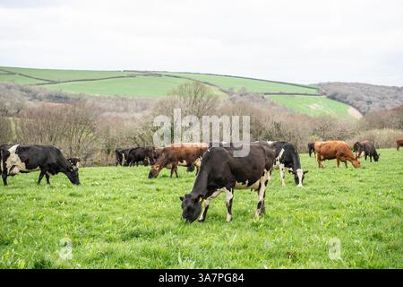 herd of cows grazing in a field Stock Photo
