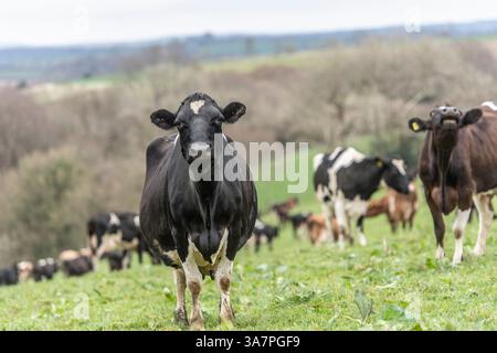 Holstein dairy cows in a field Stock Photo