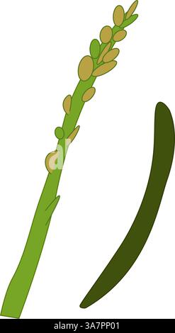 Vector illustration of asparagus. Fresh flat green vegetable plant on white background. Top view. Vegan healthy food. Ideal for menu, package, cosmeti Stock Vector
