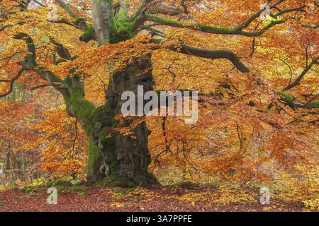 Huge gnarled old beech tree in the Hutewald forest in autumn in full autumn colour, tree trunk and branches covered with moss, Hutewald Halloh, Keller Stock Photo