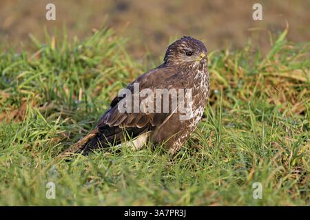 Common buzzard (Buteo buteo), sitting in a meadow, Switzerland, Europe Stock Photo
