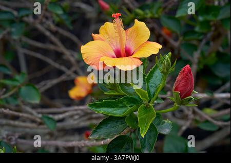 Chinese hibiscus (Hibiscus rosa-sinensis) yellow flower on a plant - focus stacking Stock Photo
