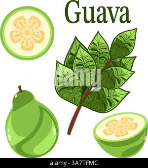 Guava plant with fruits and leaves botanical vector illustration Stock Vector