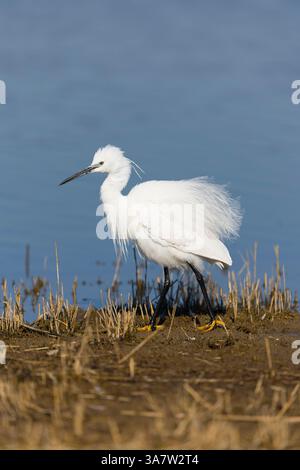 Little egret Egretta garzetta, adult walking, RSPB Minsmere Nature Reserve, Suffolk, England, March Stock Photo