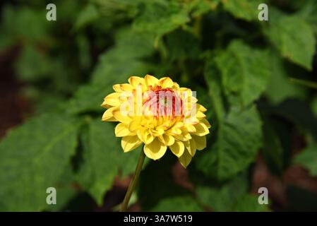 Pretty flowers Dahlia Pompon Ball Sunny Boy blossom in the gatden Stock Photo