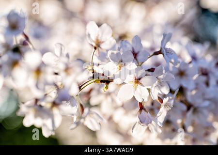 Cherry Blossoms in Washington DC | WASHINGTON D.C., United States — Dense clusters of white Yoshino cherry blossoms fill the frame at peak bloom near the Tidal Basin, their overlapping petals catching direct sunlight. First planted from a 1912 gift of 3,020 trees from the city of Tokyo, the Yoshino remains the dominant cultivar in the capital's collection and the species used to define peak bloom each spring. Stock Photo