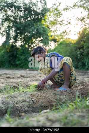 Vertical photo of an indian woman harvesting in a rural dry field Stock Photo