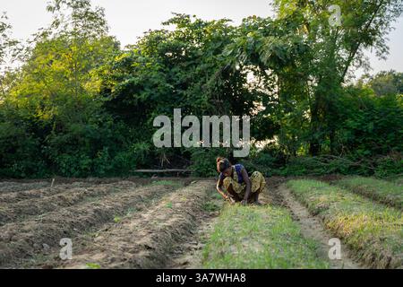 Full length photo with copy space of a young Indian poor woman sowing plants in dry field alone Stock Photo