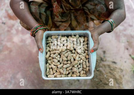 Top view close up of the hands of an Indian woman holding a plastic basket with collected peanuts in a field Stock Photo