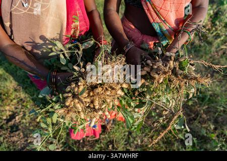 Close up top view cropped photo of the hands of two Indian women holding peanut plants while collecting them Stock Photo