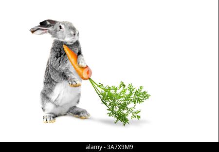 Cute grey rabbit holding carrot on white background Stock Photo