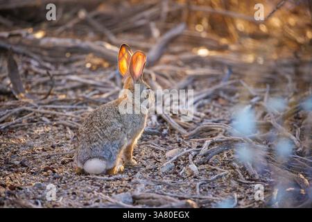 A backlit desert cottontail rabbit, Sylvilagus audubonii, at dusk in the Sonoran Desert, Arizona, USA. Stock Photo