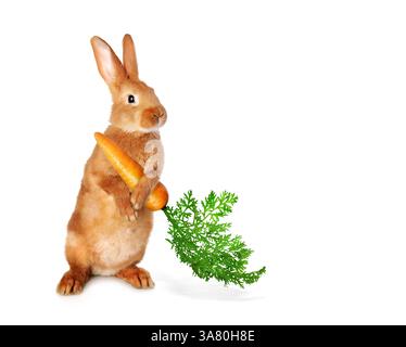 Cute rabbit holding carrot on white background Stock Photo