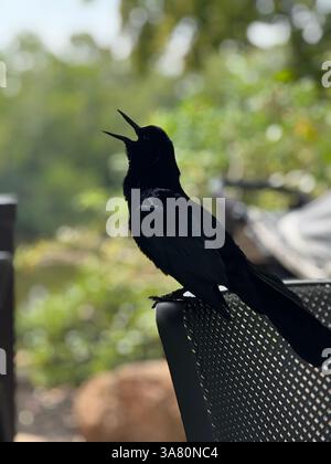 Bold Striking Squawking Black Bird Grackle Stock Photo
