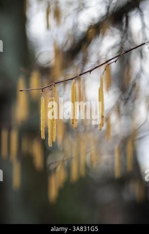 Earrings on hazel branches closeup in early spring. Hazelnut flowering in park.  Stock Photo