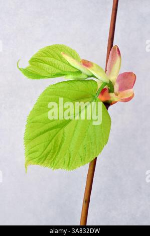 Twig of Small leaved lime tree with fresh spring green leaves just emerged from buds Stock Photo