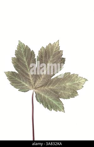 Single leaf and stalk of subdued gree Sycamore tree lying on white background Stock Photo