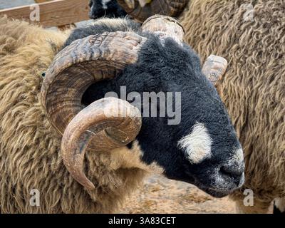 Close-up of Dalesbred sheep in a pen, with curled horns and a black face featuring a distinctive white patch. UK Stock Photo