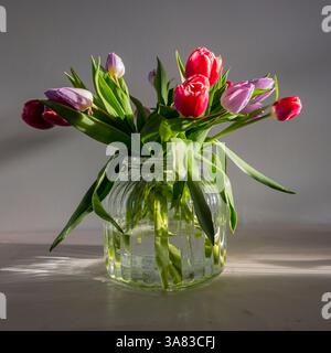 Still life of a glass vase filled with tulips in shades of red and mauve, sunlit from the side, casting reflections on a light wooden table Stock Photo